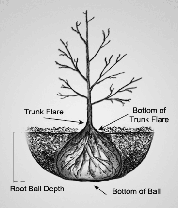 How do I plant a tree