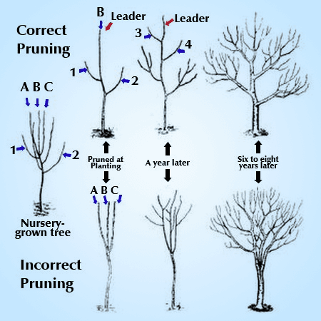 How do you prune a tree